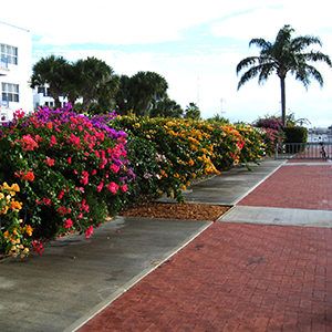常夏の花が咲くキーウェスト(Key West)で待ち歩き