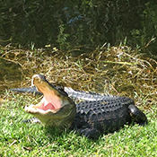 フロリダ世界遺産　Everglades National Park