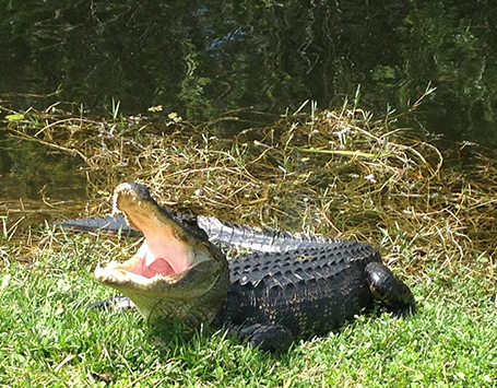 フロリダ世界遺産　Everglades National Park